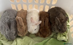 Mixed Breed rabbits for sale: Beautiful well handled baby bunnies - Image 5