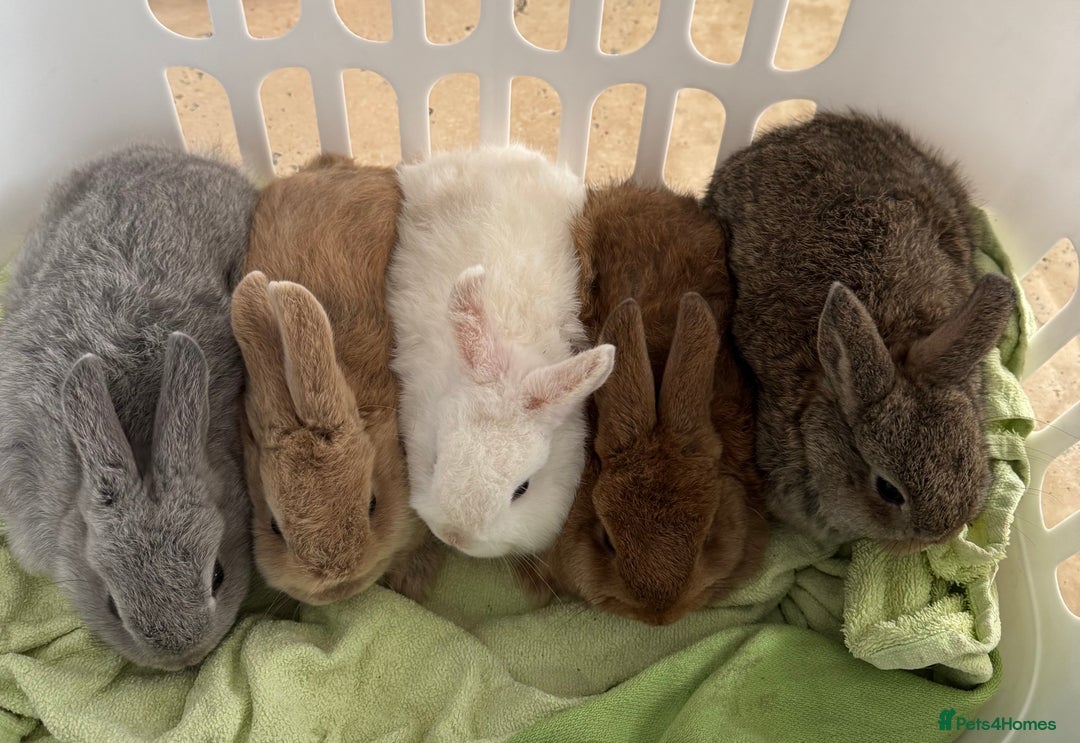 Mixed Breed rabbits for sale: Beautiful well handled baby bunnies - Image 5