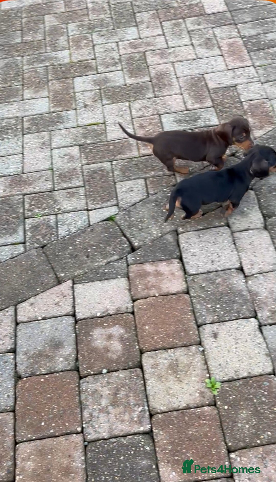 Dachshund dogs for sale: KC PRA Miniature smooth hair dachshund puppies  - Image 24