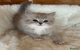 RagaMuffin cats for sale: PEDIGREE RAGAMUFFIN KITTENS RARE - Image 7