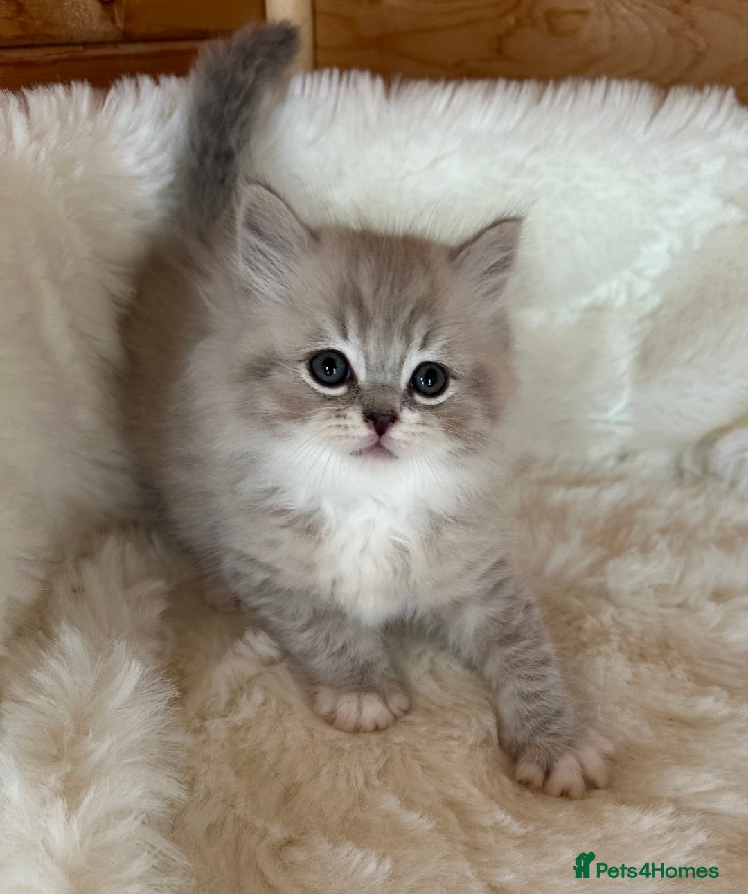 RagaMuffin cats for sale: PEDIGREE RAGAMUFFIN KITTENS RARE - Image 7