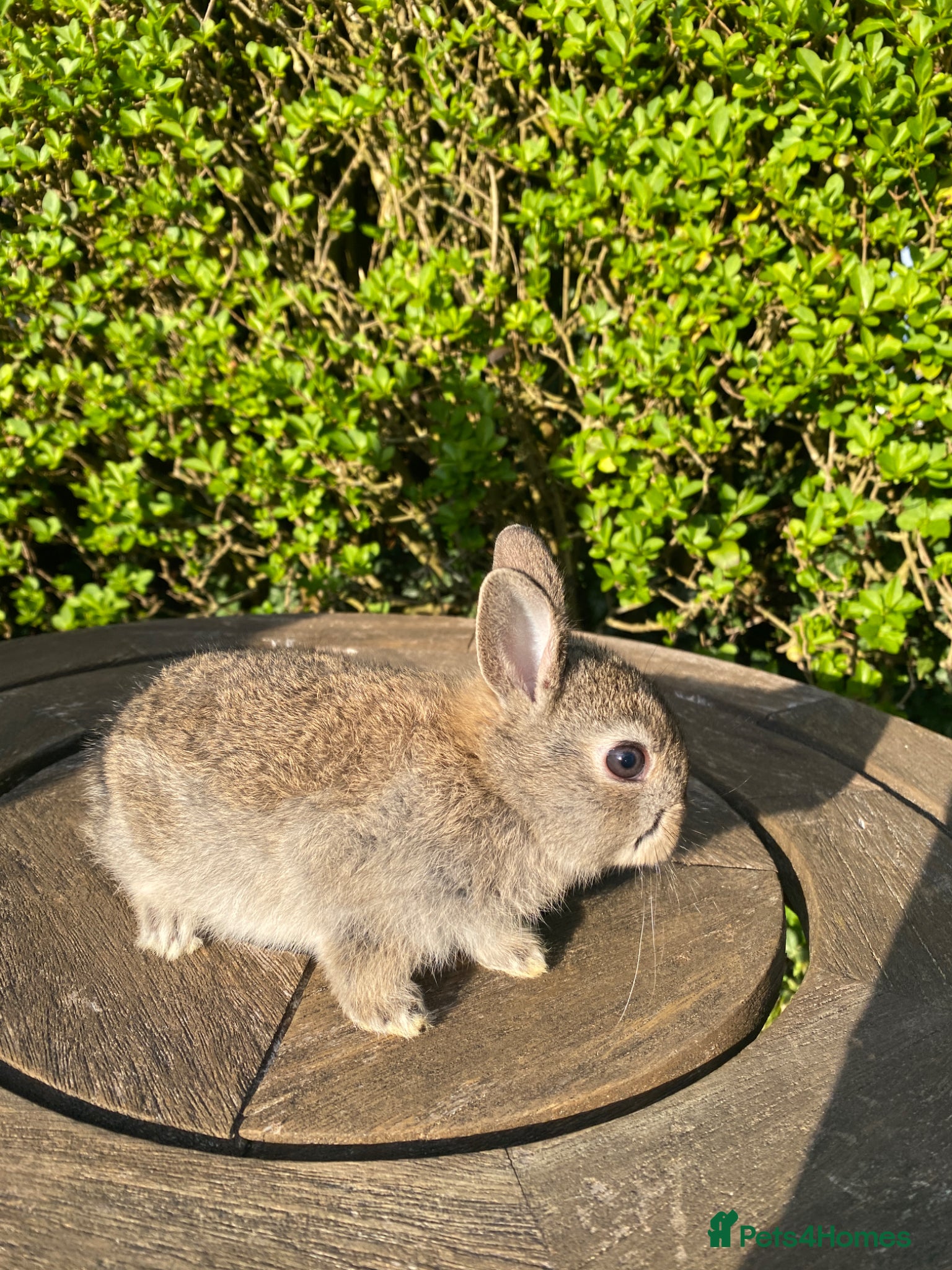 Netherland Dwarf rabbits 4 Netherland Dwarf bunnies - Advert 1