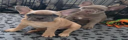 Frug dogs for sale:  Stunning Frug puppies  - Advert 12