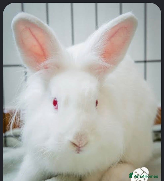 Lionhead rabbits Lion head White red eye  - Advert 1
