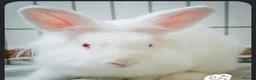 Lionhead rabbits for sale: Lion head White red eye  in Nottingham - Advert 1