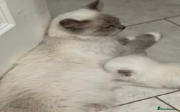 Ragdoll cats for sale: Blue mitted and bicolour ragdolls - Image 3