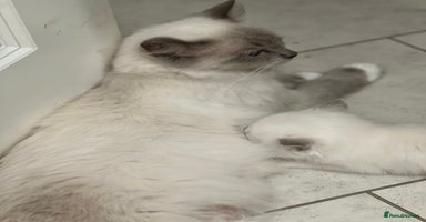 Ragdoll cats - Advert 14