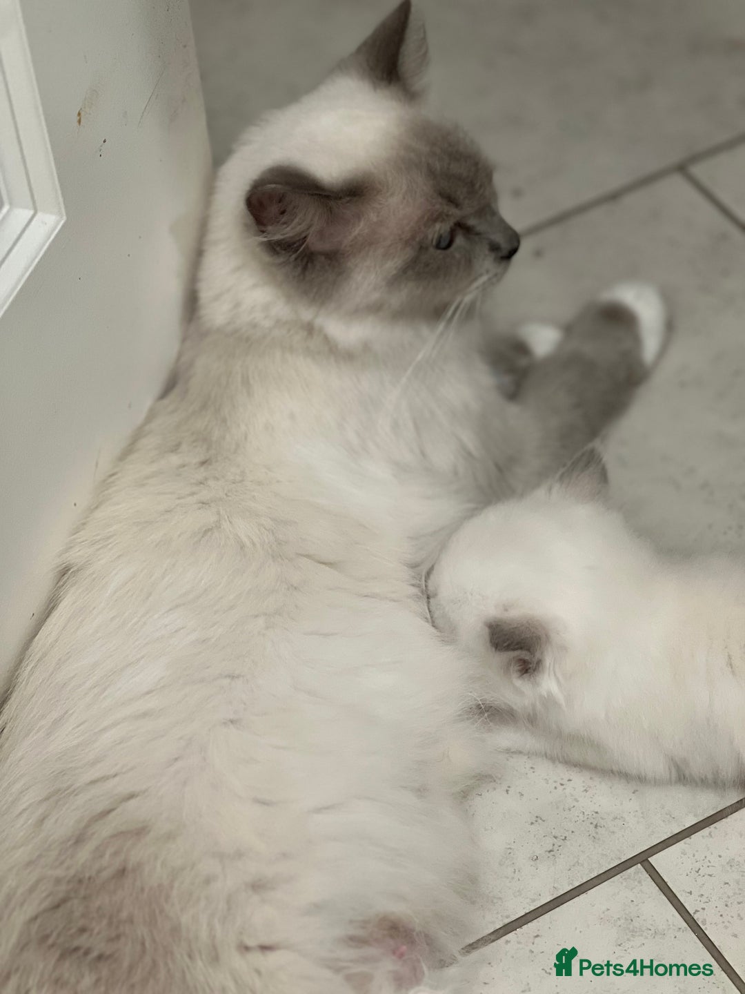 Ragdoll cats for sale: Blue mitted and bicolour ragdolls - Image 3