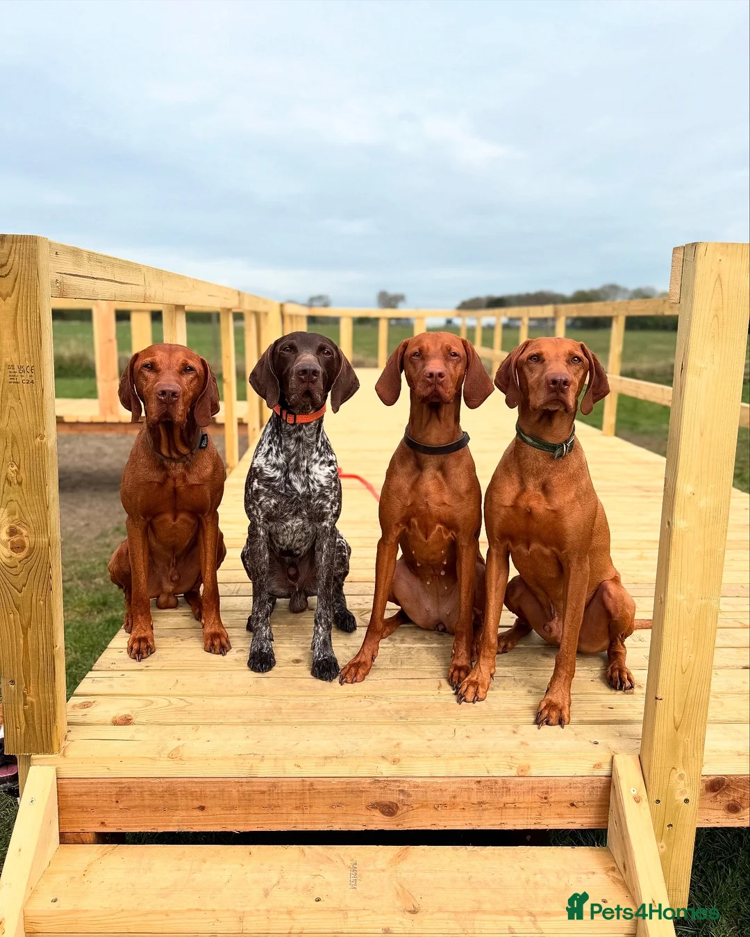 Hungarian Vizsla dogs for stud: KC Hungarian Vizsla Stud Champion Russetmantle - Advert 3