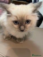 Ragdoll cats - Advert 16