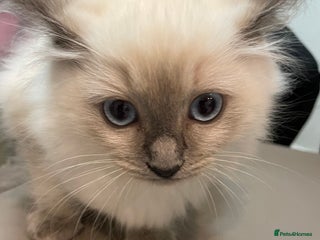 Ragdoll cats - Advert 13