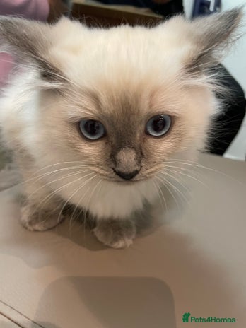 Ragdoll cats - Advert 12