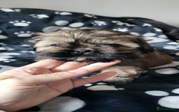 Shih Tzu dogs for sale: Adorable Shih tzu Puppies  - Image 20