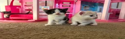 Mixed Breed cats for sale: Beautiful kittens looking for 5* homes  - Advert 5
