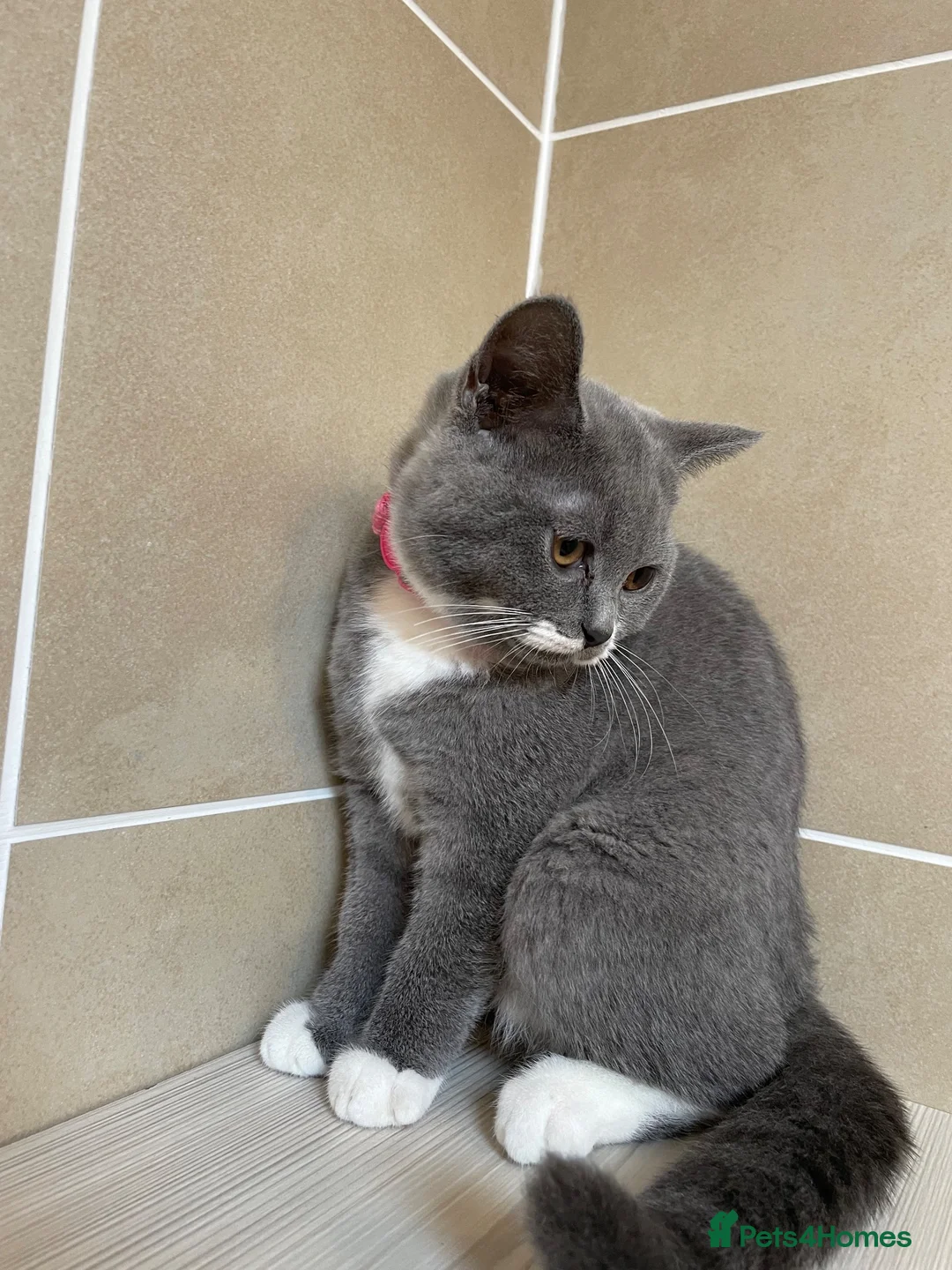 British Shorthair cats for sale: Champion Line British shorthair with Scottish fold - Advert 2