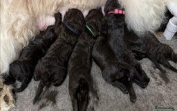 Labradoodle dogs for sale: F4b Standard Labradoodles (Fully Health Tested) - Advert 15