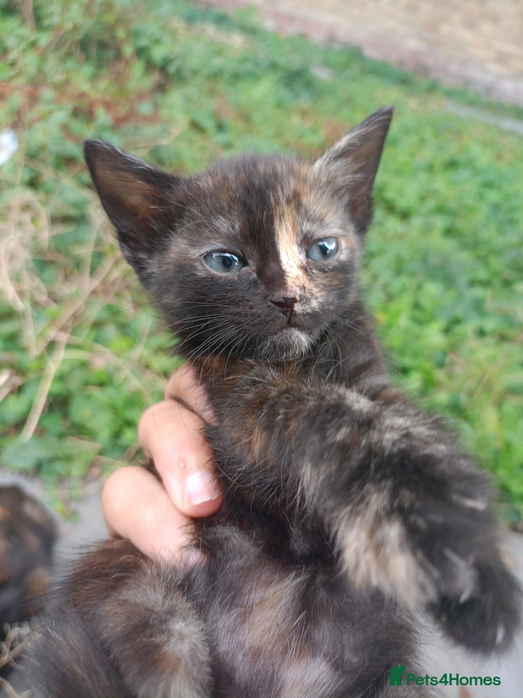 British Shorthair cats for sale: Shosho - Image 5