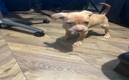 Mastiff dogs for sale: Mastiff X Puppies Looking for Forever Homes - Image 13