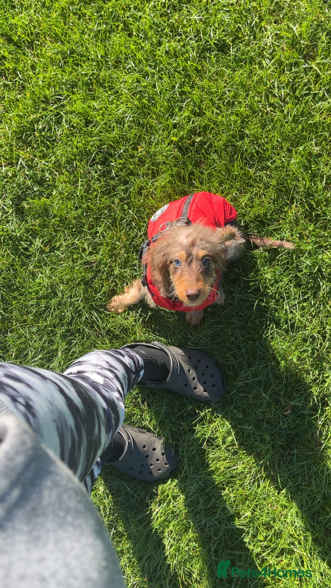 Cockapoo dogs for sale: Tri colour Cockapoo - Advert 5