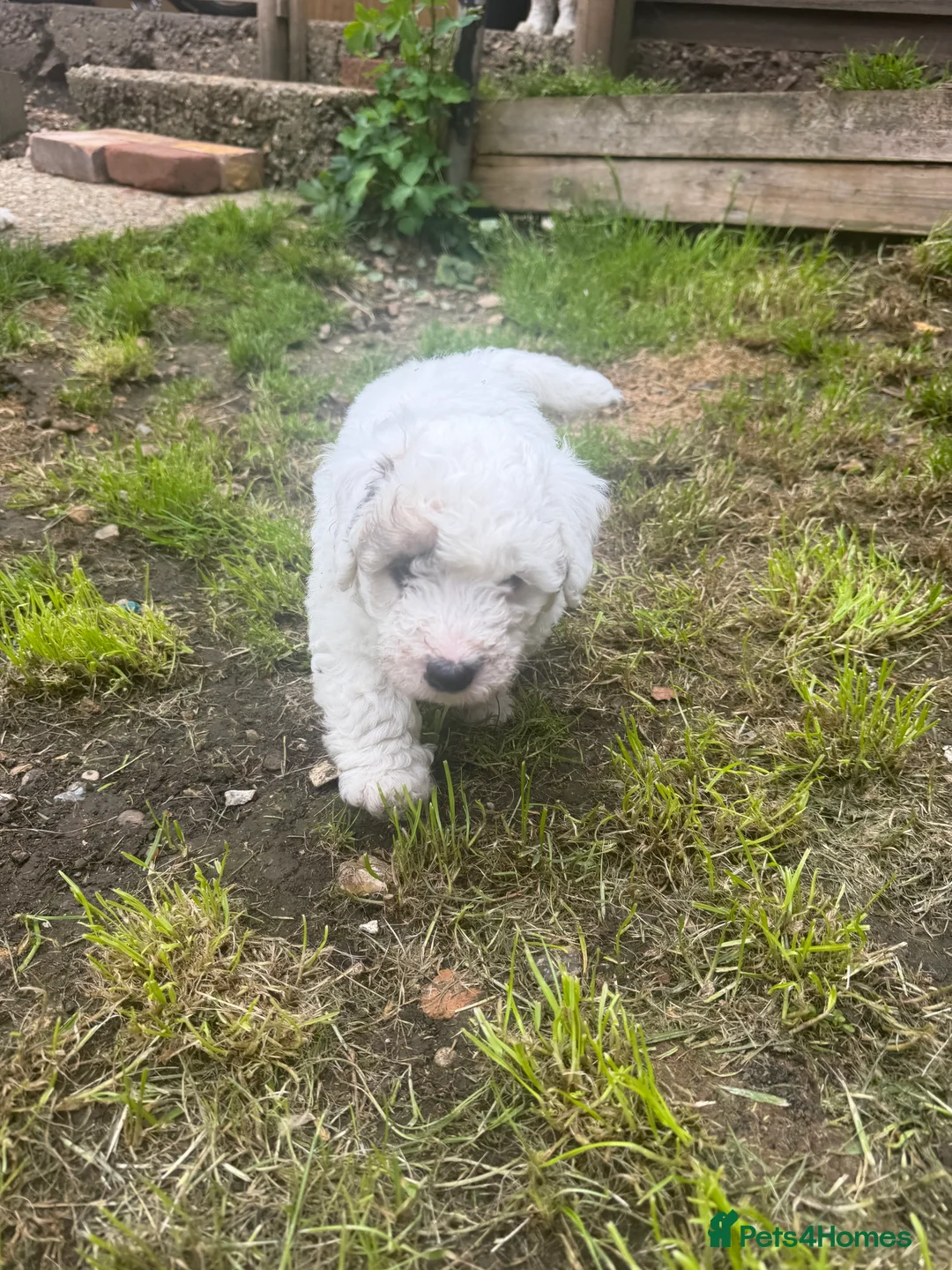 Mixed Breed dogs for sale: Dogs  - Advert 7