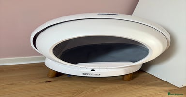 Ragdoll cats - Advert 3