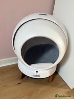 Ragdoll cats - Advert 3