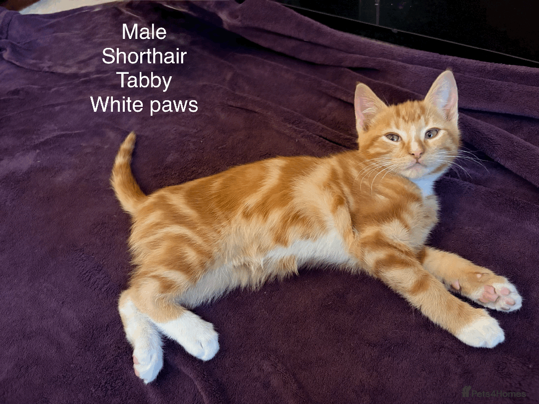 Mixed Breed cats for sale: Seven gingers, bundles of joy! - Advert 13