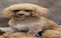 Cavapoo dogs for sale: F1b Cavapoo Puppy DNA Tested Parents +Starter Pack - Advert 4