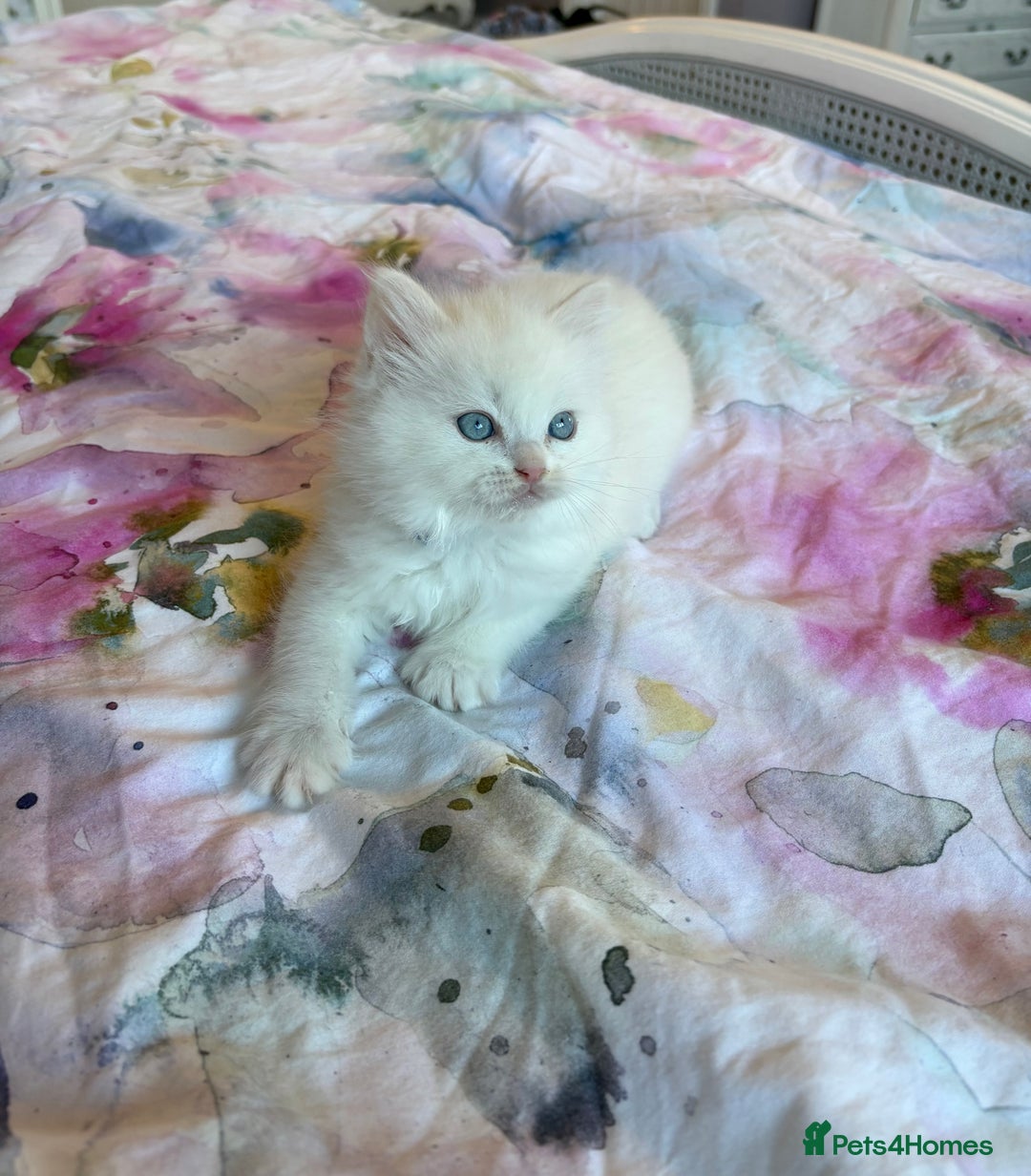 Ragdoll cats for sale: Kittens from Extensively Health Tested Parents - Advert 15