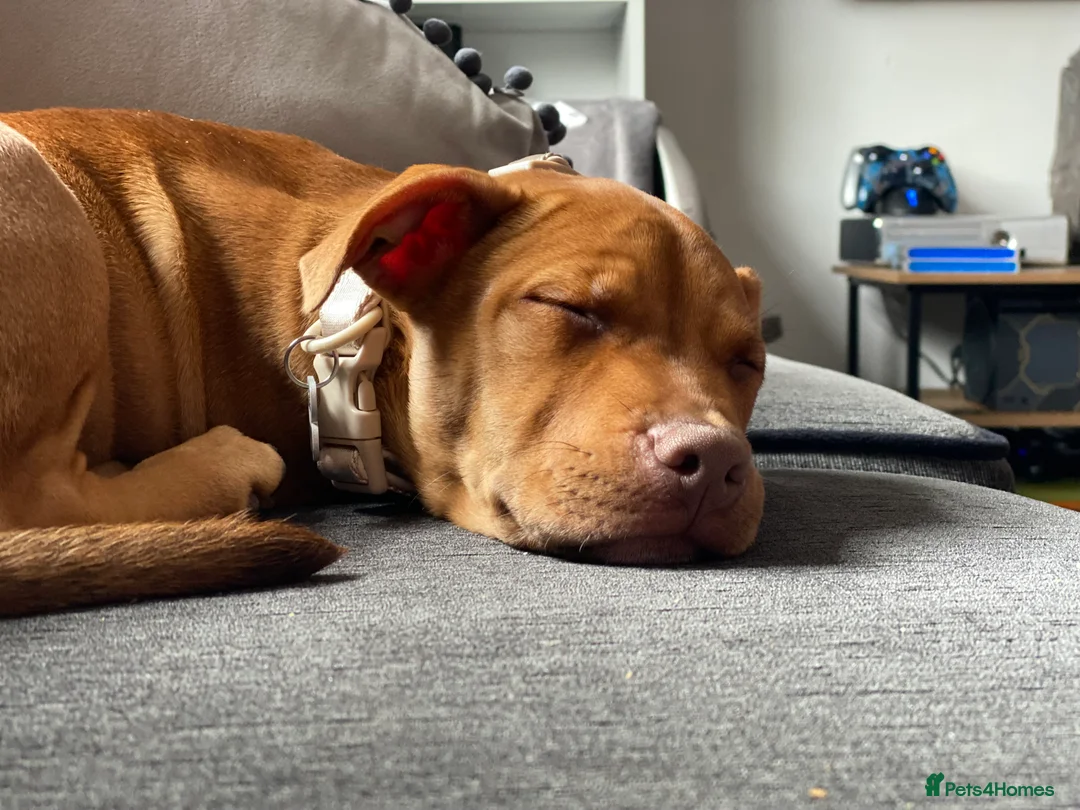 Staffordshire Bull Terrier dogs for sale: Rehoming Our Family Staffy - Advert 11