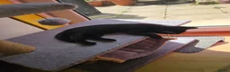 British Shorthair cats for sale: Kittens for sale in North Walsham - Advert 3