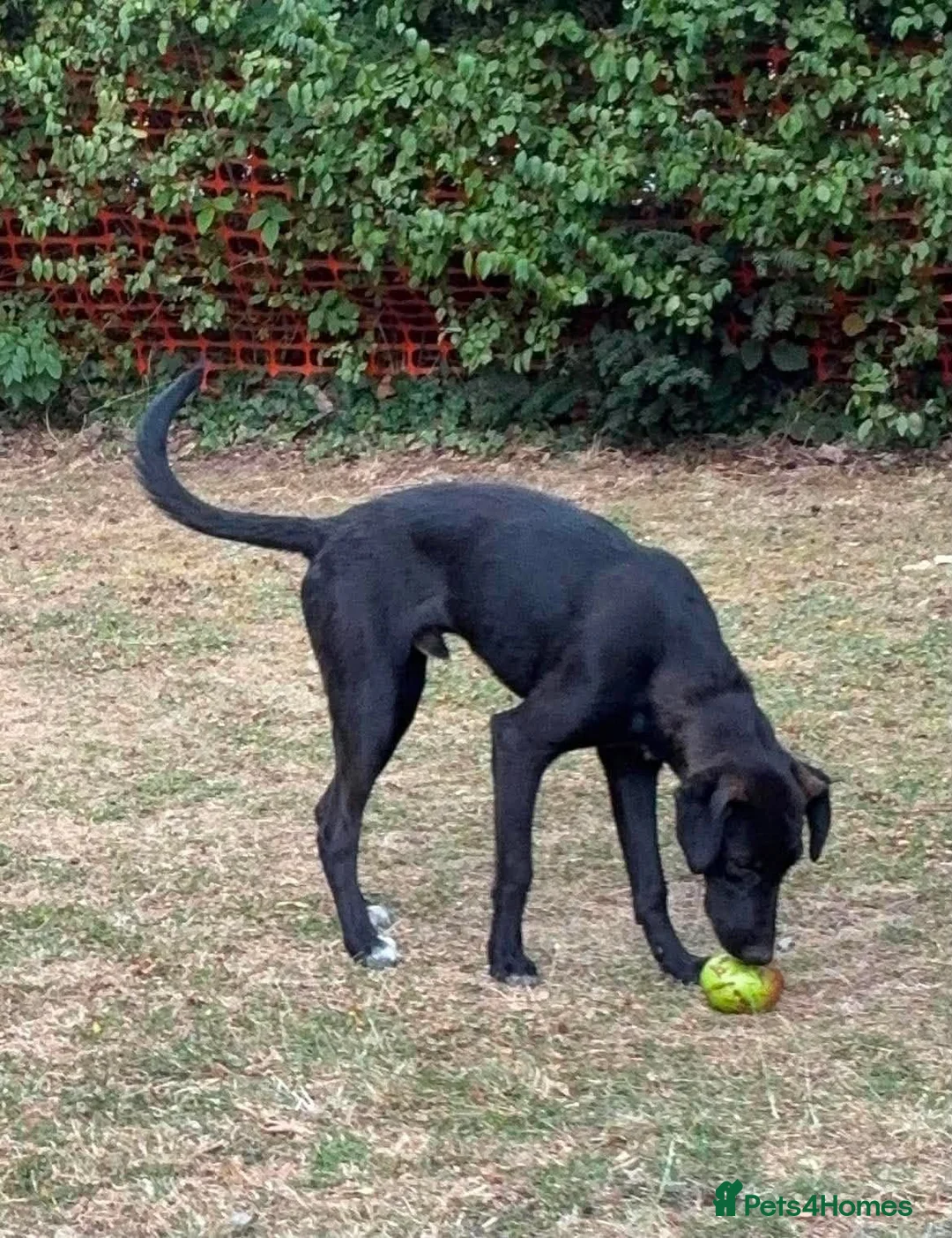 Mixed Breed dogs for adoption: Colin- stunning 7 mth old Lab x Pointer - Advert 2