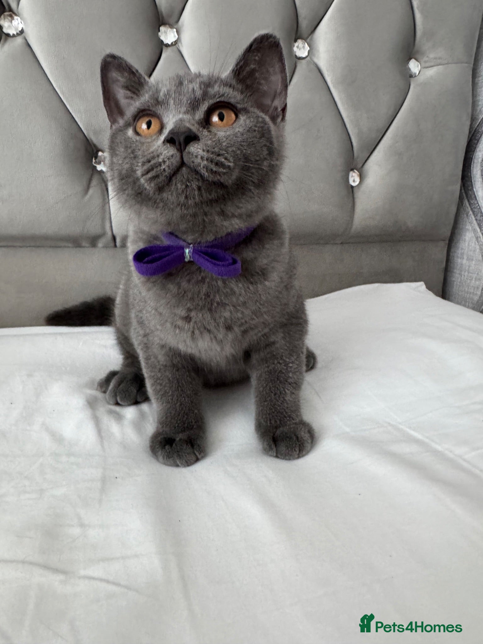 British Shorthair cats Beautiful  Blue British Shorthair Kittens  - Advert 3
