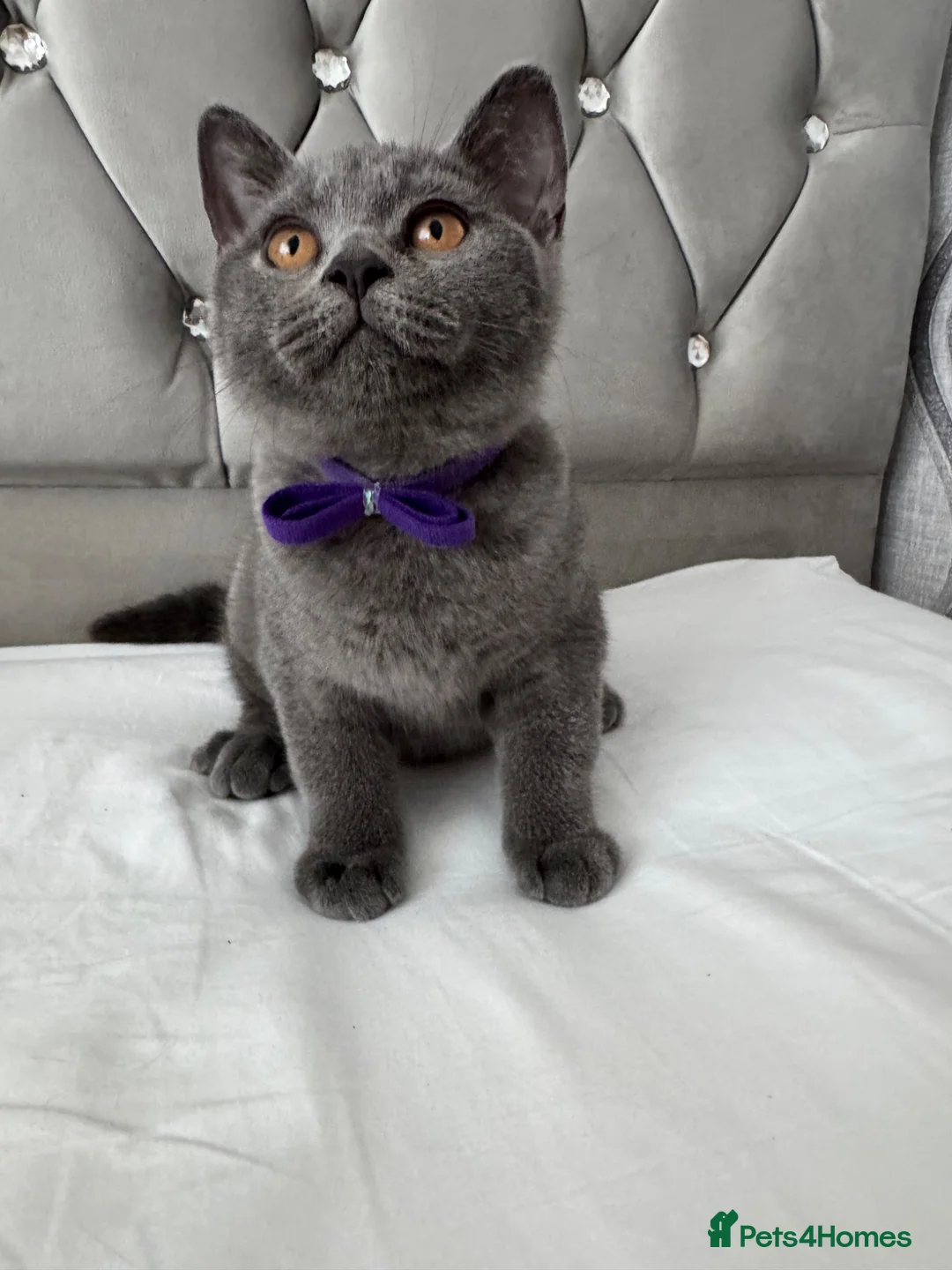 British Shorthair cats for sale: Beautiful  Blue British Shorthair Kittens  - Advert 1