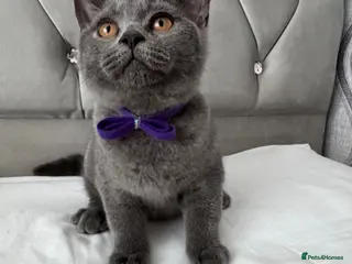 British Shorthair cats Beautiful Blue British Shorthair Kittens - Advert 3