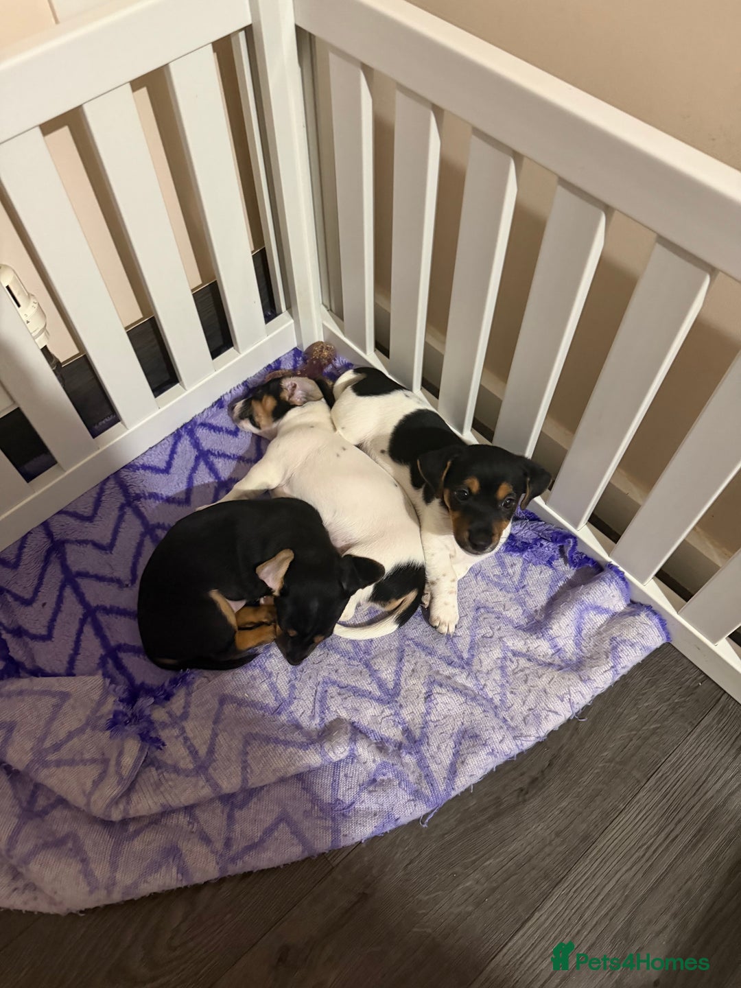 Jack Russell dogs for sale: 2 Jack Russell Puppies  - Advert 1