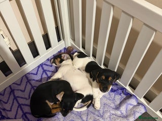 Jack Russell dogs 3 Jack Russell Puppies - Advert 4