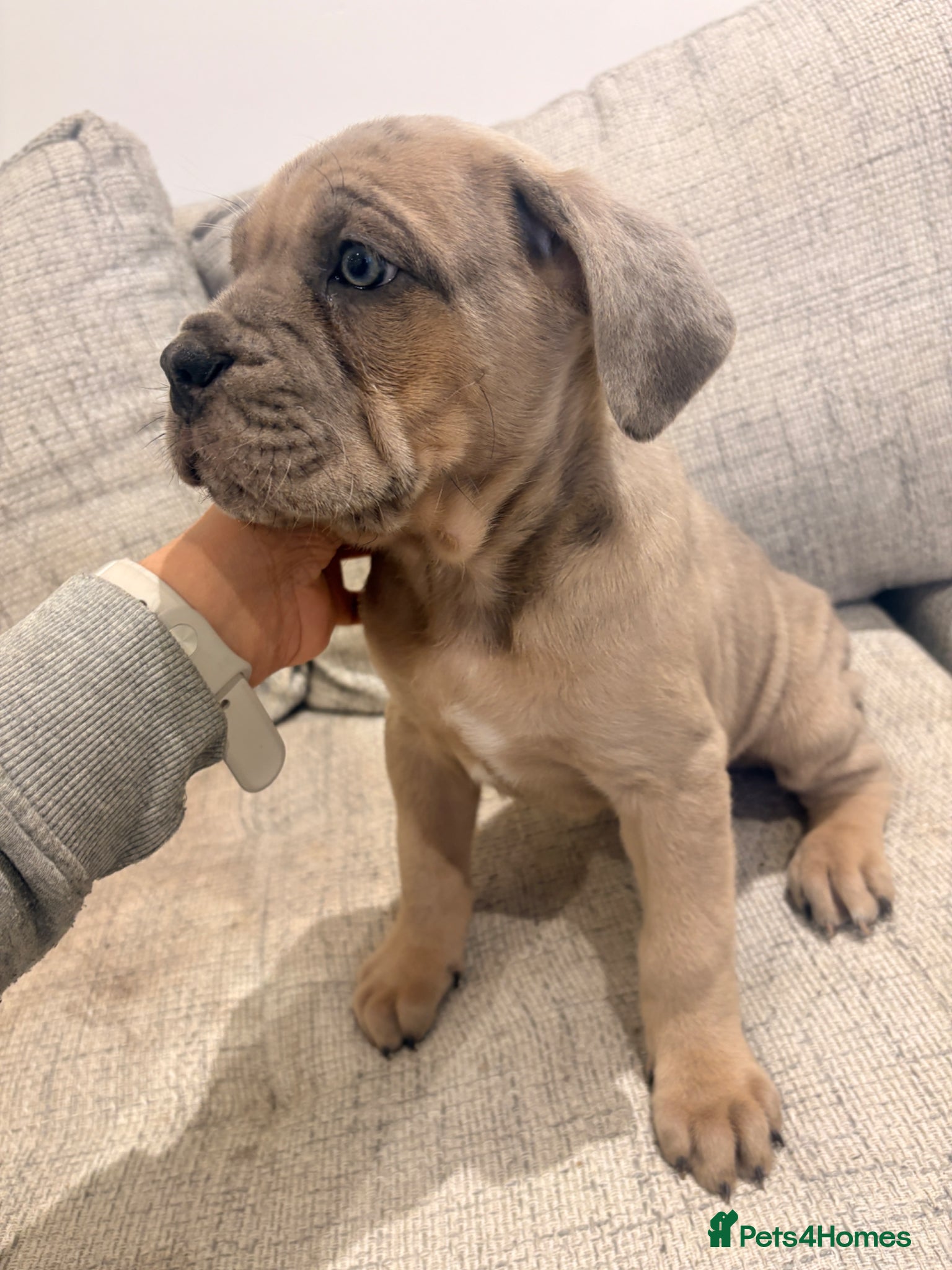 Mixed Breed dogs Puppies Vaccinated Ready to go!  - Advert 1