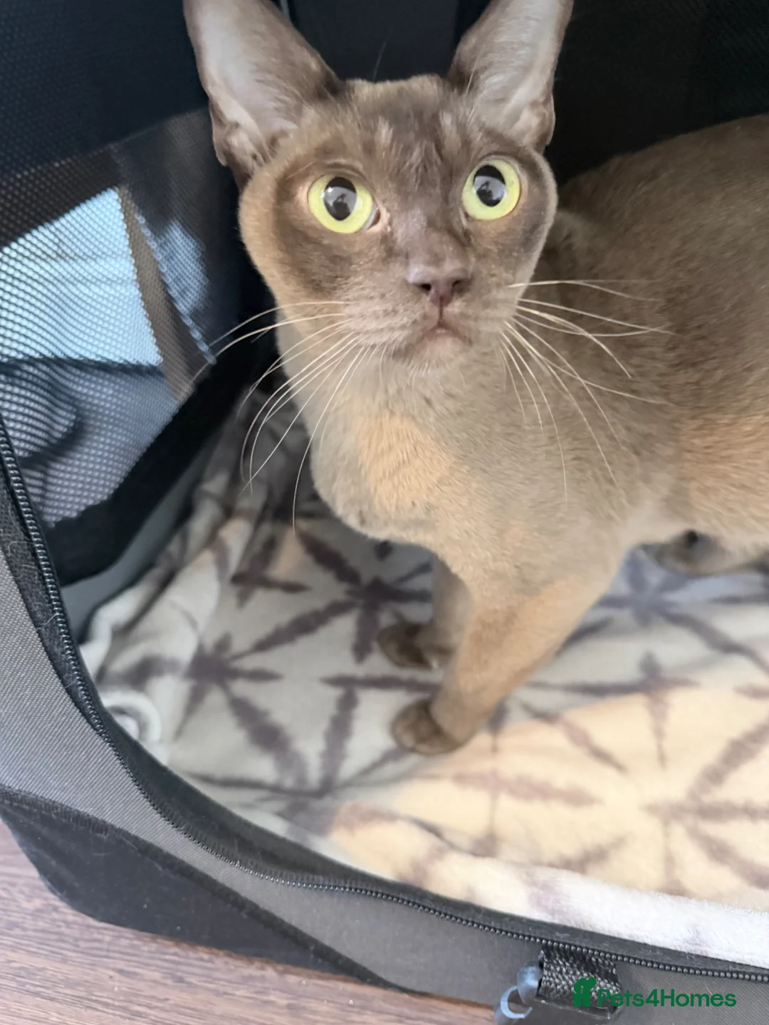 Burmese cats for sale: Home Raised Full Pedigree Burmese Kittens  - Advert 6