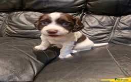 Cocker Spaniel dogs for sale: Stunning kc working cocker spaniels - Image 13