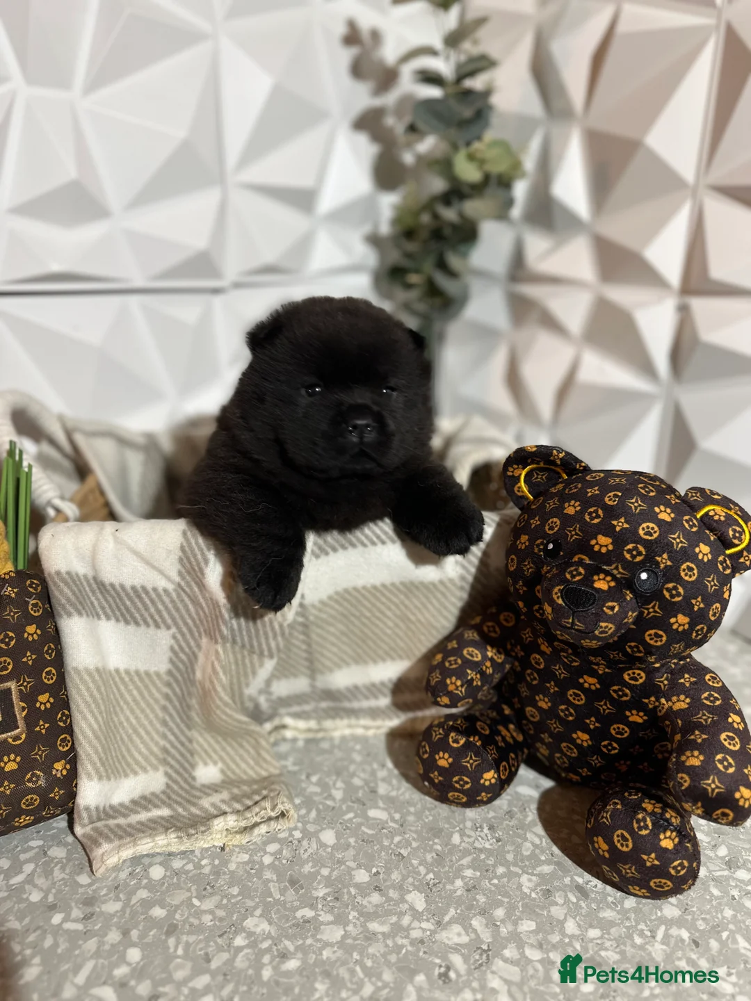 Chow Chow dogs for sale: 4 stunning pedigree chow chow puppies  in Walsall - Advert 7