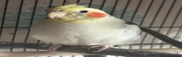 Cockatiels birds for sale: Two cockatiels bonded  in Edinburgh - Advert 6