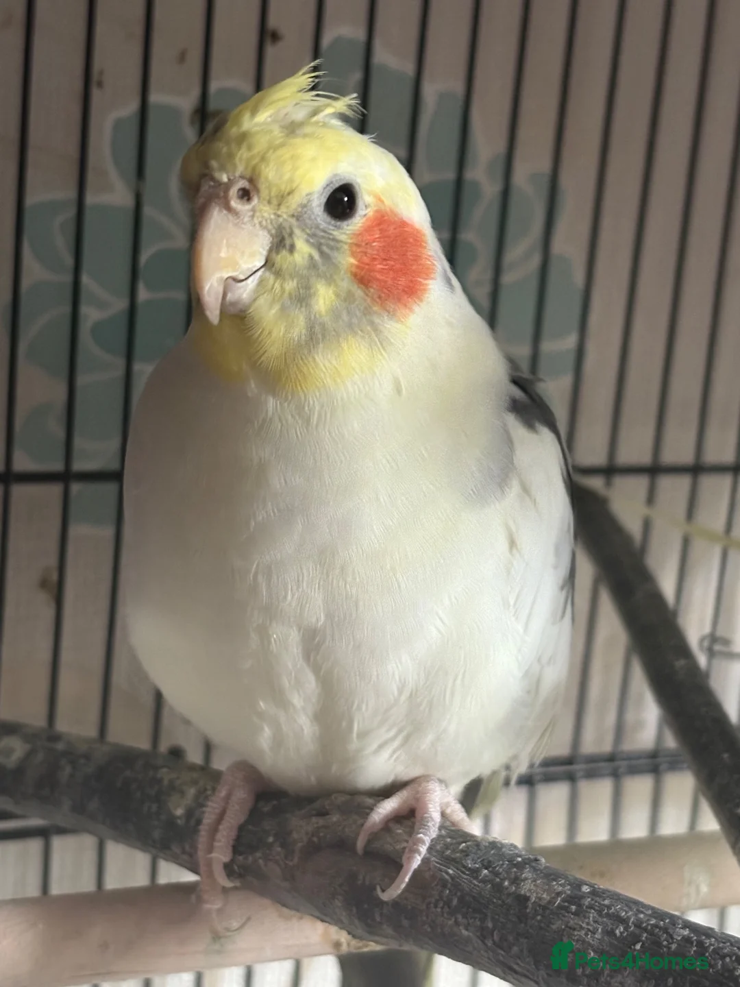Cockatiels birds for sale: Two cockatiels bonded  in Edinburgh - Advert 6