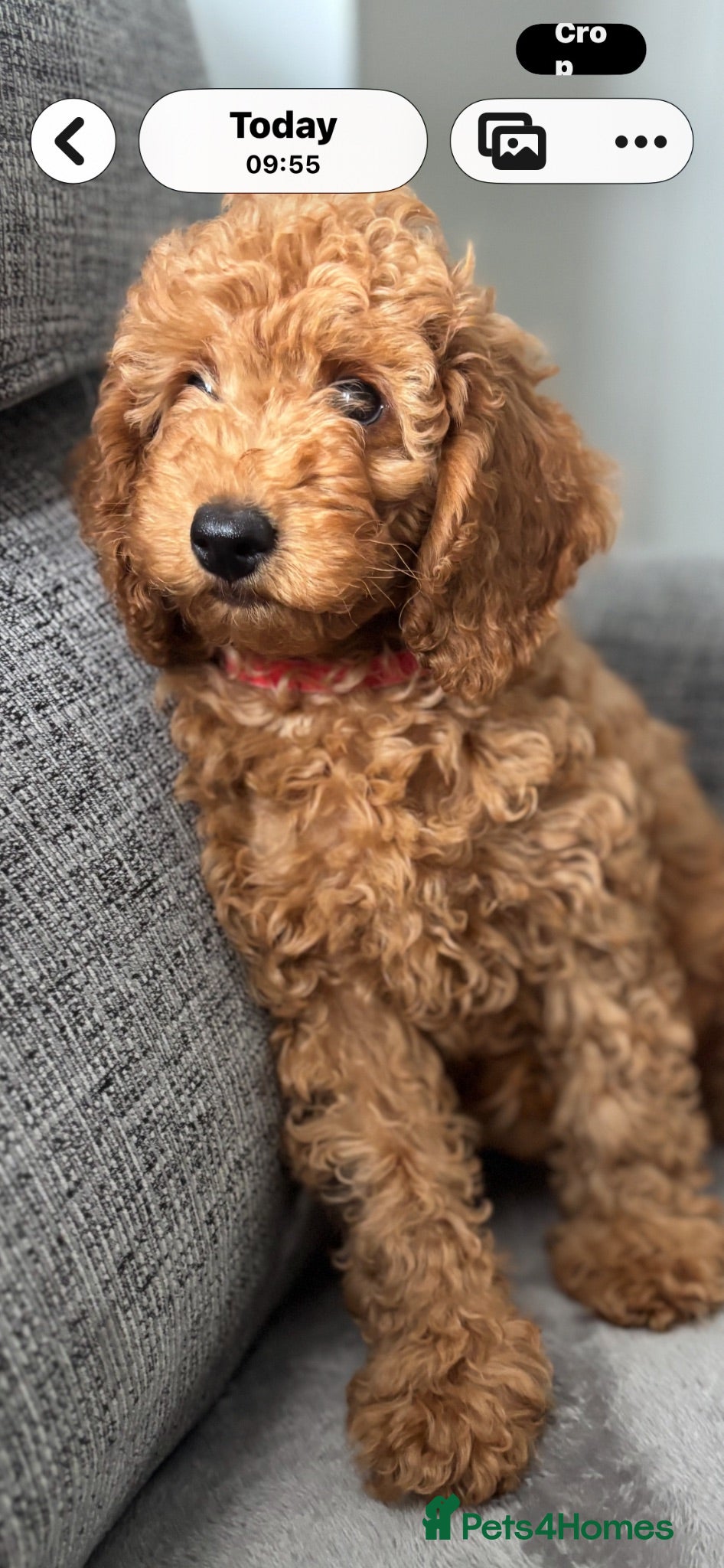 Miniature Poodle dogs Red Poodles puppies (Miniature) - Advert 5