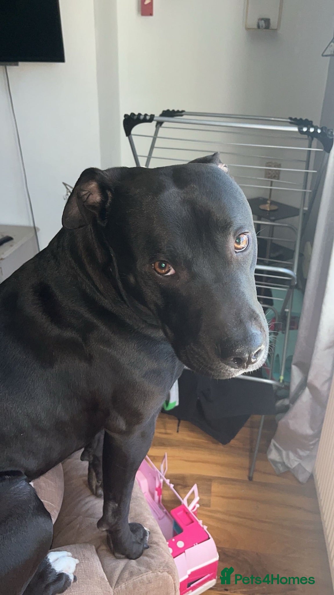 Mixed Breed dogs 2 year old mixed breed dog named Biggy - Advert 17