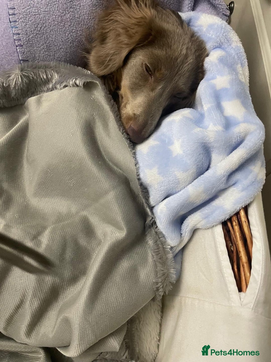 Miniature Dachshund dogs for sale: 17 months KC reg Isabella Lilac male LC dachshund  - Advert 7