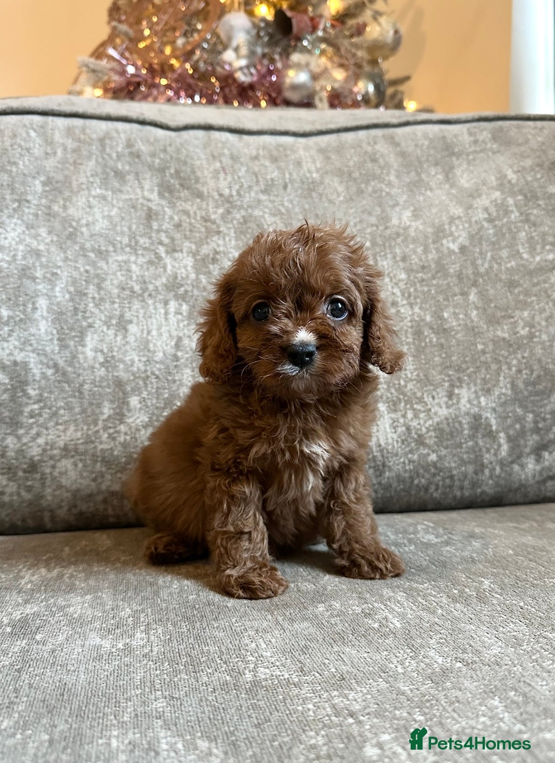 Cavapoo dogs for sale: Beautiful red cavapoos - Advert 13