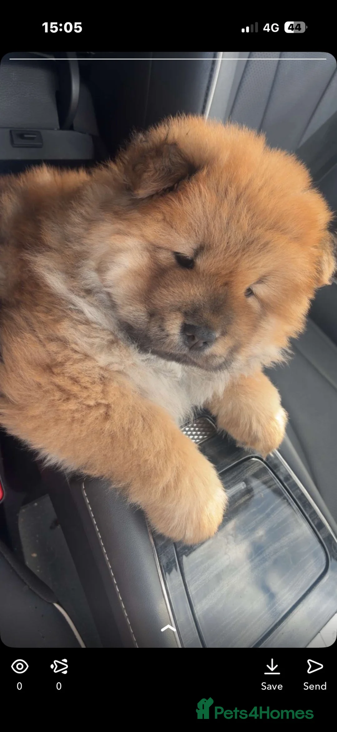 Chow Chow dogs for sale: Pure boy chow chow in Portsmouth - Advert 2