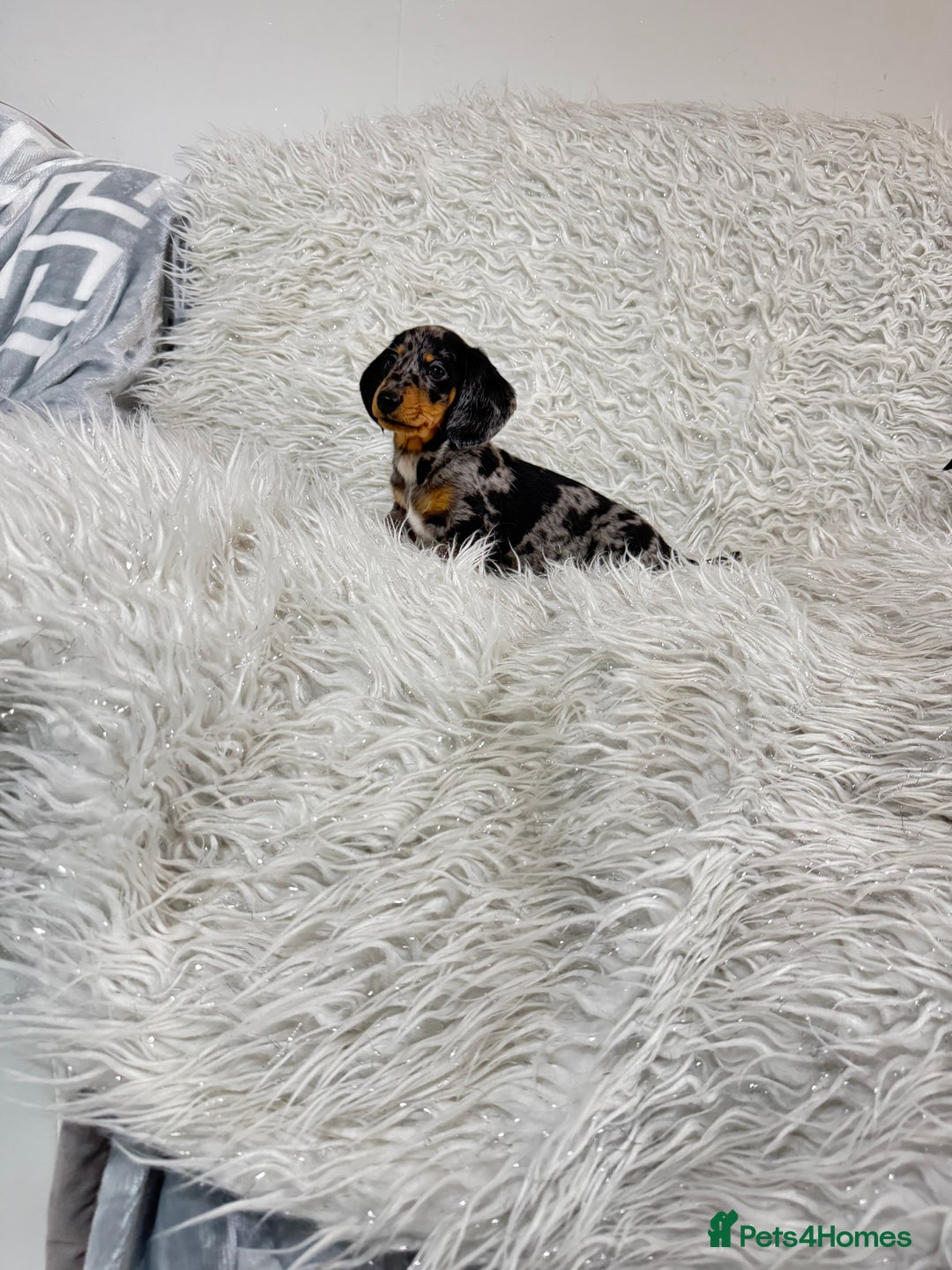 Miniature Dachshund dogs for sale: Miniature Daschund 🤏🏽 💖pink💖 - Image 4