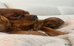 Cavapoo dogs for sale: 🐾 Beautiful F1 Cavapoos – Raised with Love  🐾 - Advert 32